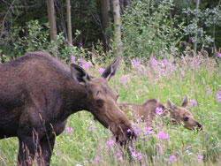 Moose and calf