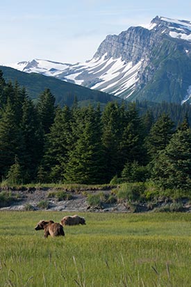 Brown Bears - Lake Clark National Park & Preserve (U.S. National Park  Service)