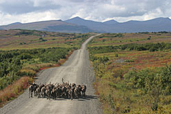 Group of reindeer on the road