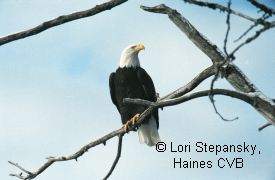 photo of Bald Eagle Preserve area wildlife